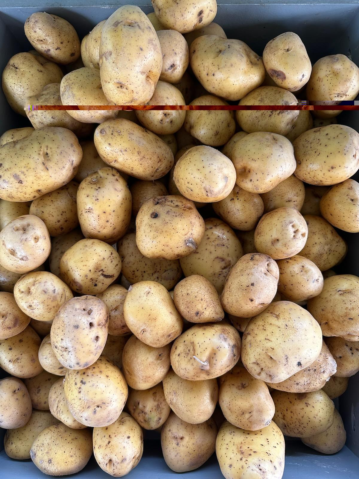 Golden Yukon Potato Display